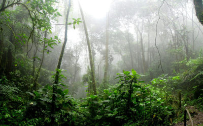 Jungles of the Amazon